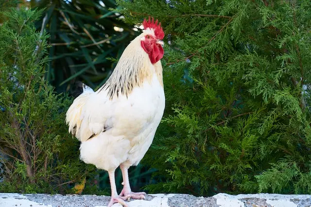 What Time of Year Do Chickens Molt?
