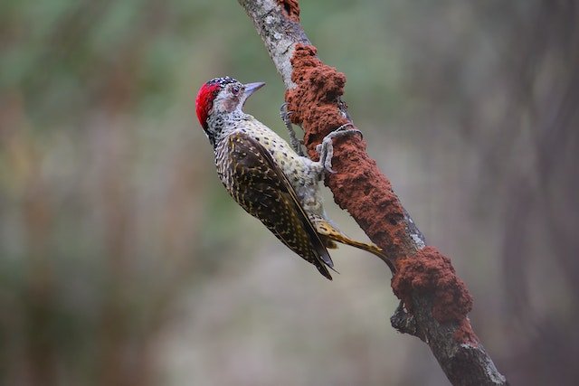 Can You Eat Woodpecker Meat?