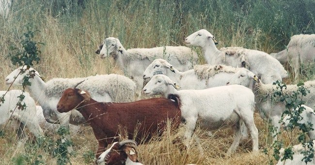 Can Goats Eat Dog Food?